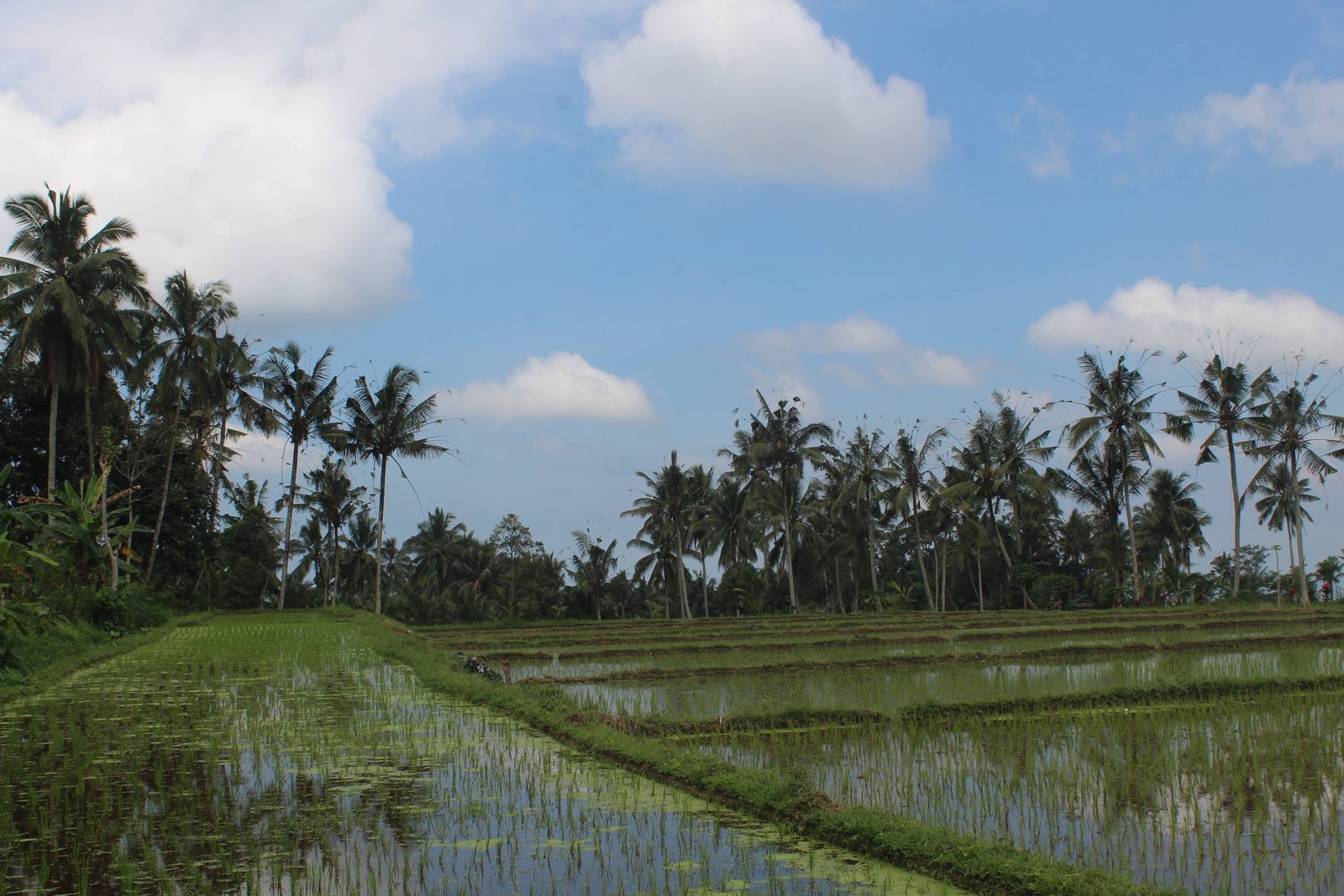 Galeri Pertanian Padi